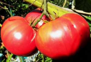 Ciri-ciri dan keterangan pelbagai tomato Giant merah, hasilnya