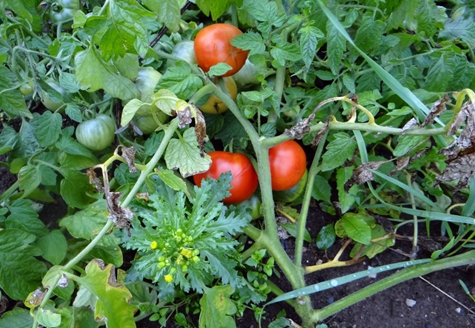 tomate labrador en campo abierto