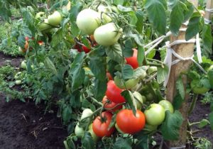 Caractéristiques et description de la variété de tomate Nastena, son rendement