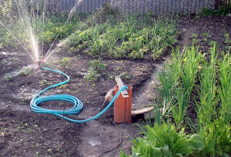 watering the garden