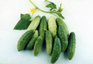 The best varieties of cucumbers for the northwest: Altai, Miranda, Cascade, Restina and Altai early