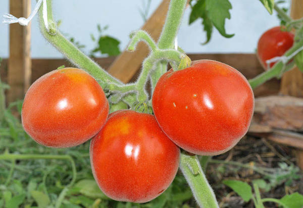 tomate pêche rouge