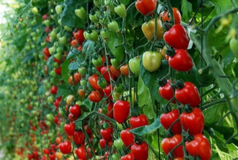 strawberry tomato in the open field