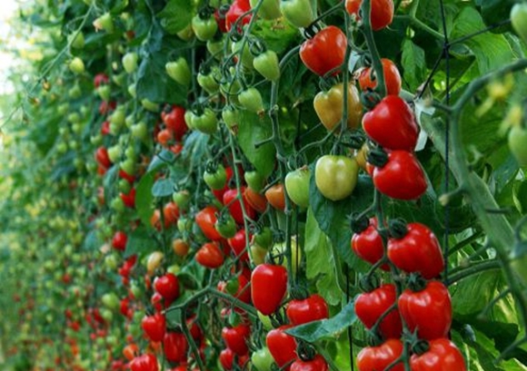 Buissons de tomates cerises fraises en plein champ