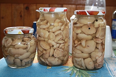 pickled boletus in jars