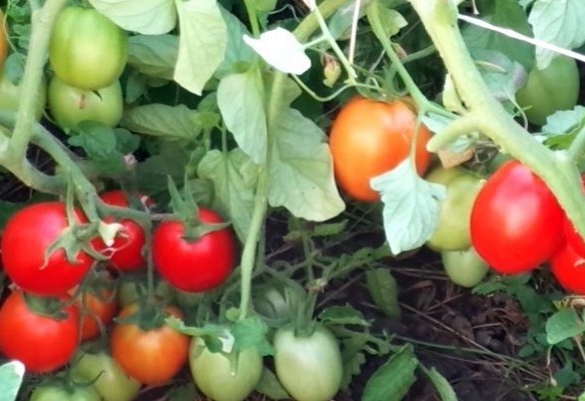 Anastasia tomatoes in the open field