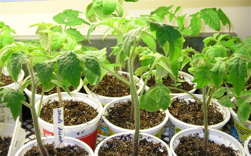 tomato seedlings