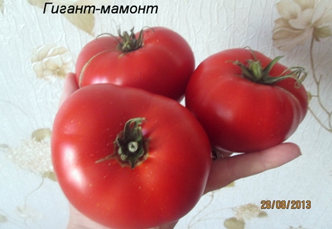 l'apparition de la tomate géante mammouth