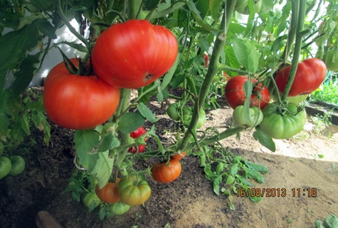 arbustos de tomate mamut