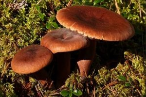 Recette pour saler les champignons amers à la maison