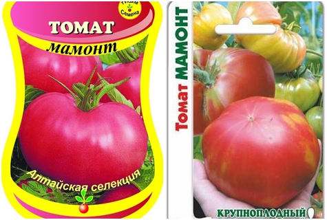 graines de tomates mammouth