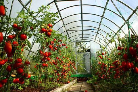 tomates dans la serre