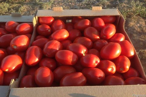 tomato dalam kotak