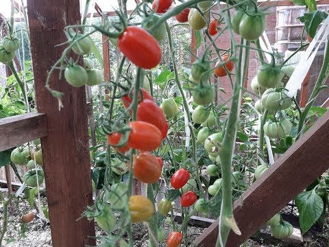 variété de tomate