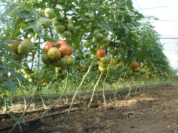 récolte de tomates