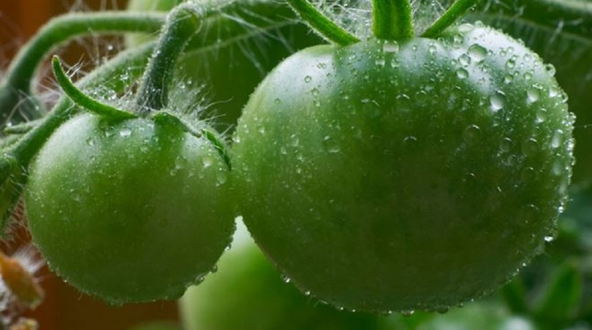 gotas en tomate