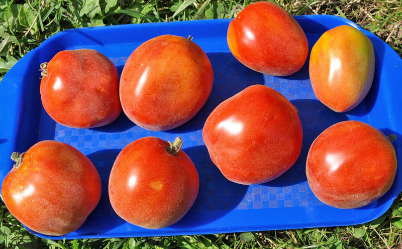 tomates en una bandeja