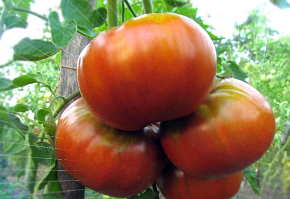 les buissons de tomates Siberian Giant