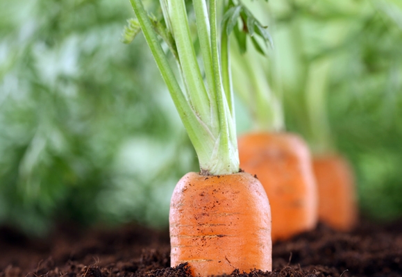 carottes dans le jardin