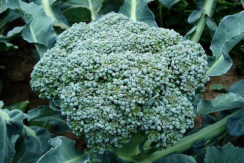 chou brocoli