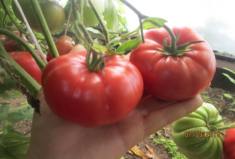 arbustos de tomate chino rosa