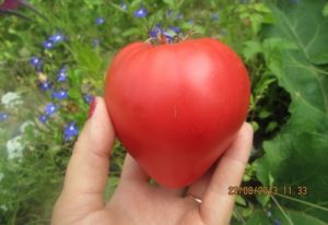 Características y descripción de la variedad de tomate rosado chino, su rendimiento.