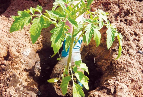 menanam tomato di tanah