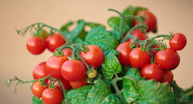 cuidado del tomate