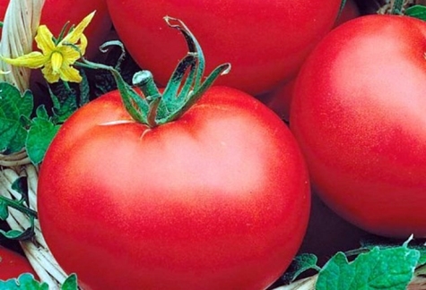 Tomate polar de maduración temprana en el jardín