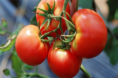 variedades de tomate