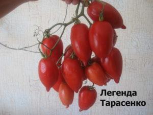 Characteristics and description of the tomato variety Legenda Tarasenko (multiflora), its yield