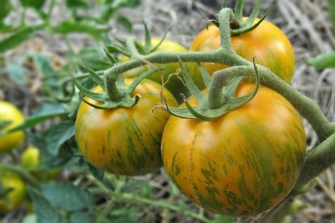 tomate en una rama