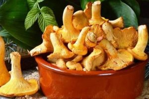 Comment bien sécher les chanterelles pour l'hiver, est-ce possible