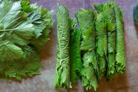 preparación de hojas