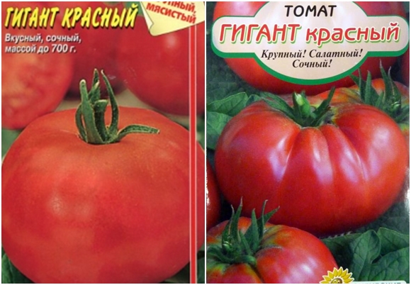 biji tomato merah gergasi