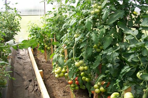 tomatoes in the greenhouse