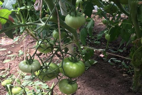 tomato cultivation