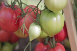 Características y descripción de la variedad de tomate Raspberry Empire, su rendimiento.