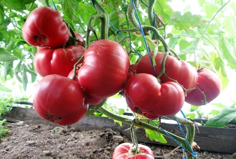 tomate por encima del suelo