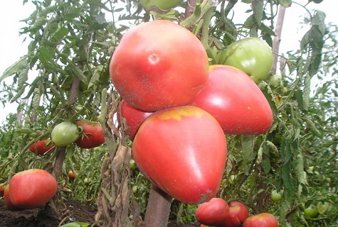 tomato yang diikat