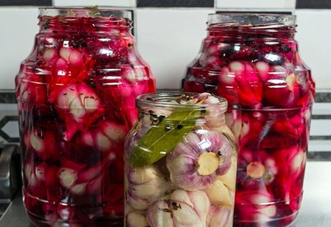 pickled garlic with beets in jars