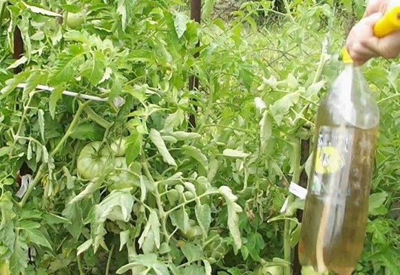 alimentando tomates en campo abierto