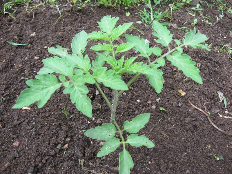 tomate en el suelo