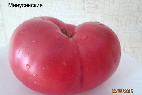 Tomate Minusinskiy