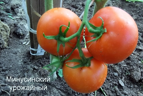 Minusinsk Harvest