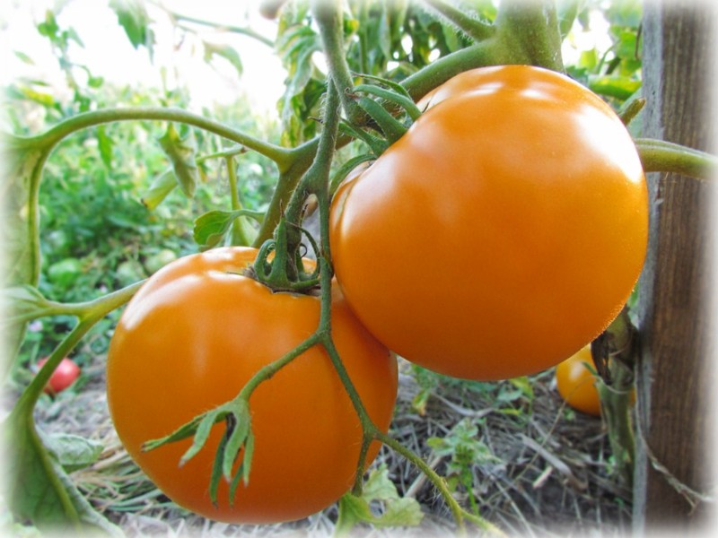 Repas monastique de tomates en plein champ