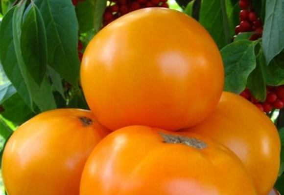 l'apparition d'un repas au monastère de tomates