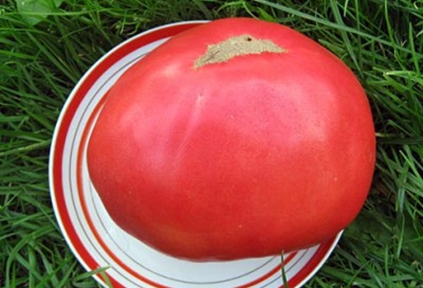 Tomate roi des géants sur une assiette