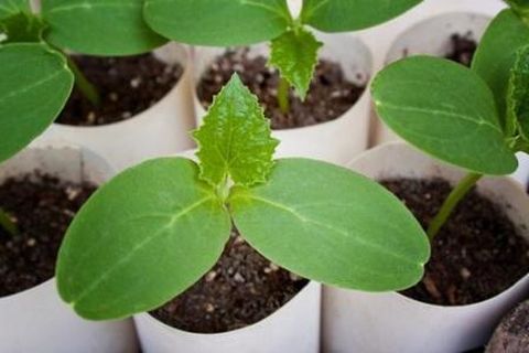 cucumbers in the ground