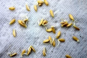 How to prepare cucumber seeds for open field and greenhouse planting